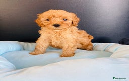 Cockapoo dogs for sale: Cockapoo F1B puppies 🐶Now Ready to leave🐶  - Image 14