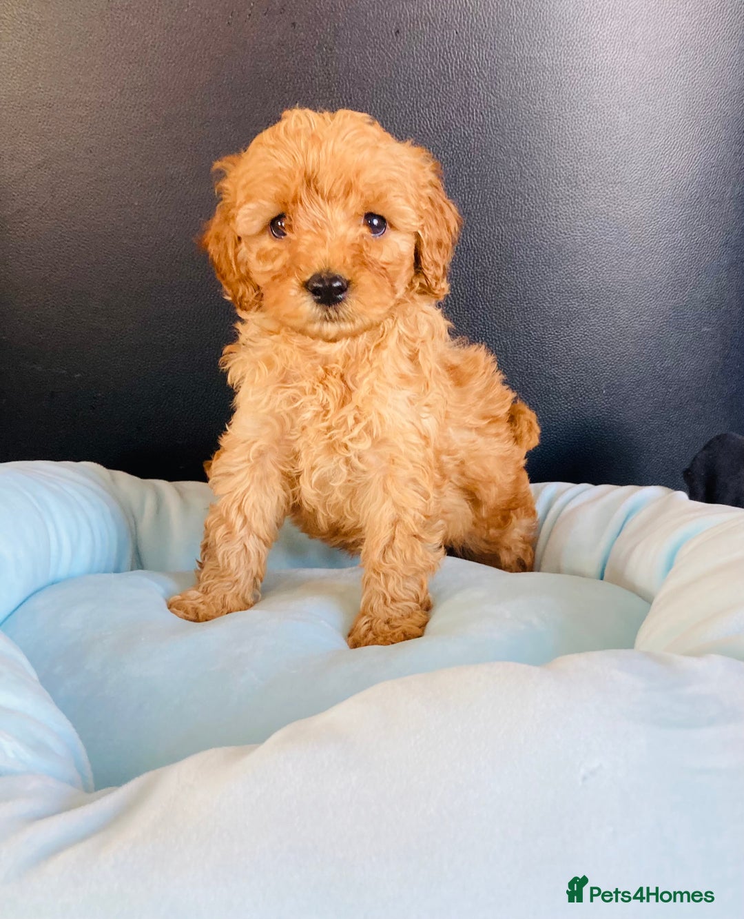 Cockapoo dogs for sale: Cockapoo F1B puppies 🐶Now Ready to leave🐶  - Image 14