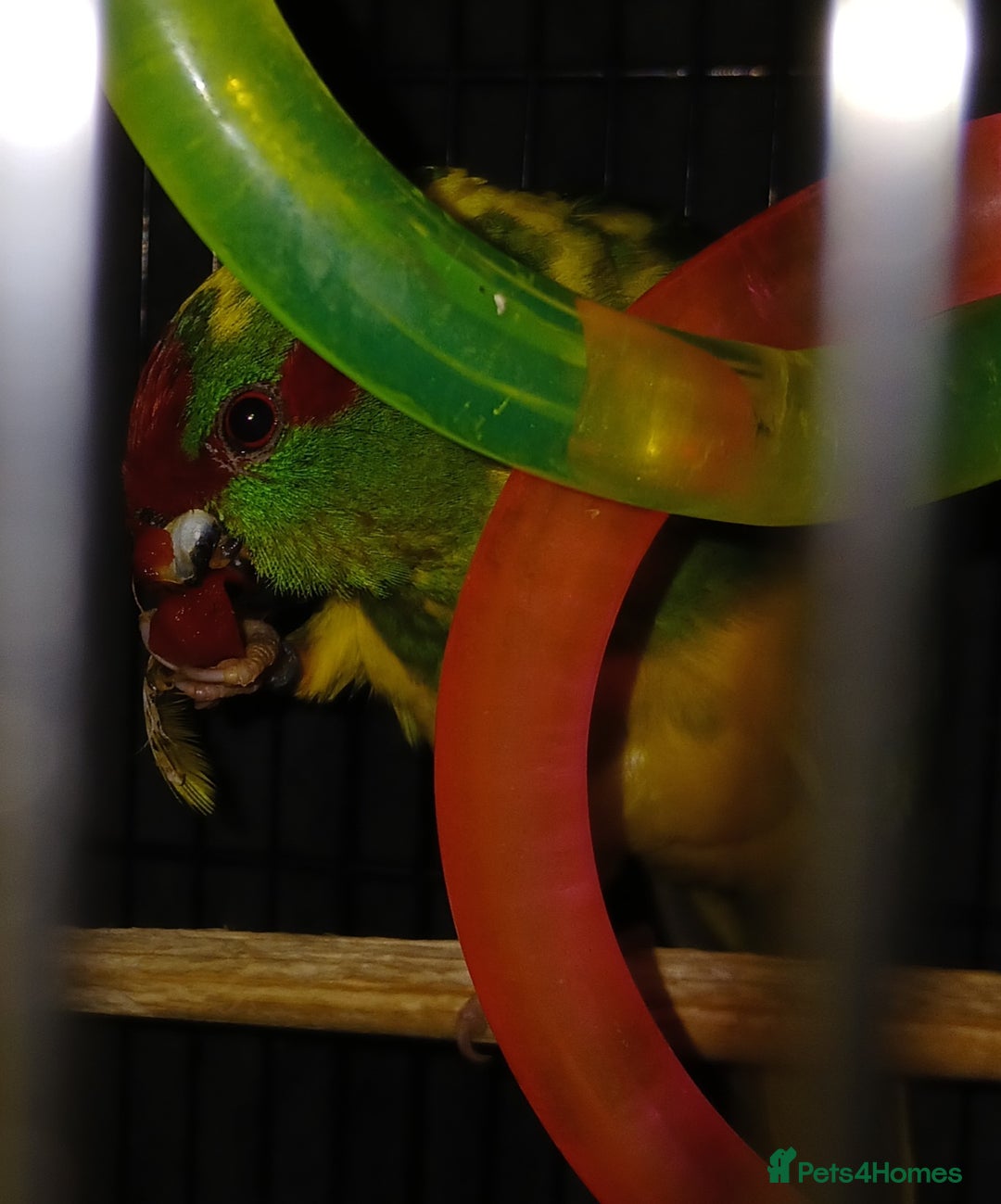 Parakeets birds for sale: Kakariki's x3 Males dna'd Kakariki's  - Advert 15