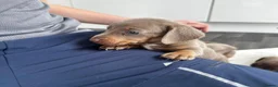 Miniature Dachshund dogs for sale: Kc Mini dachshund puppy’s  READY To LEAVE🐶🐶🐶 - Advert 9