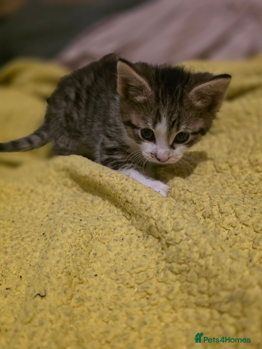 Mixed Breed cats for sale: Beautiful kittens for sale - Advert 7