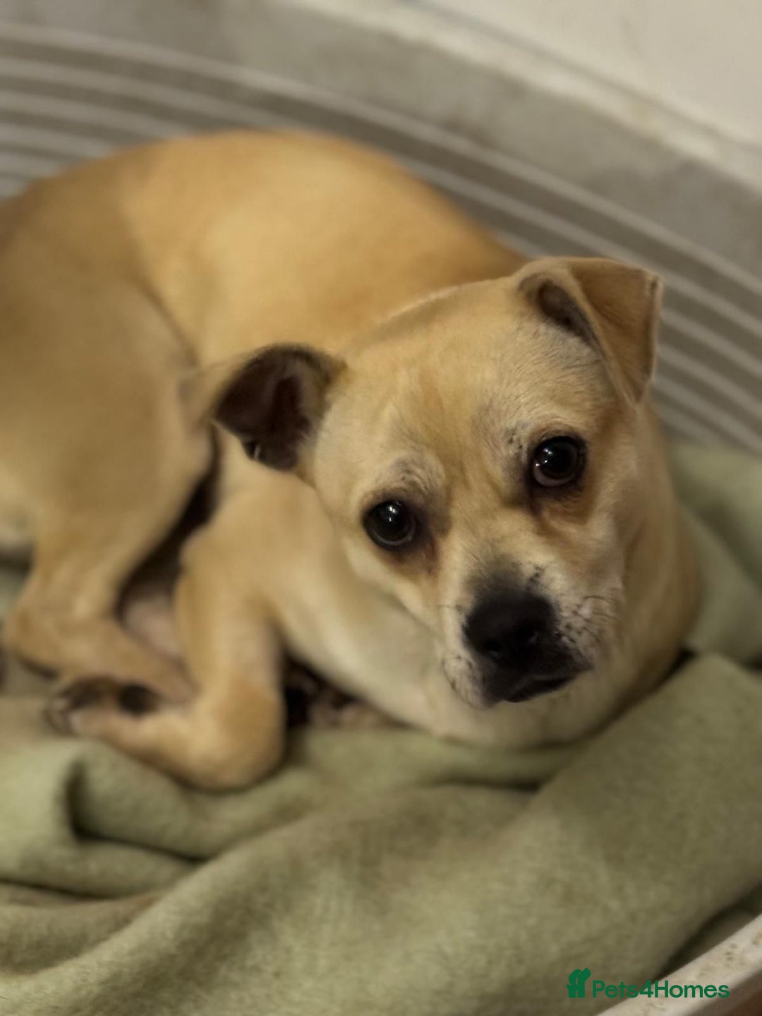 Mixed Breed dogs for adoption: Pretty Jamala ready for cuddles - Advert 12