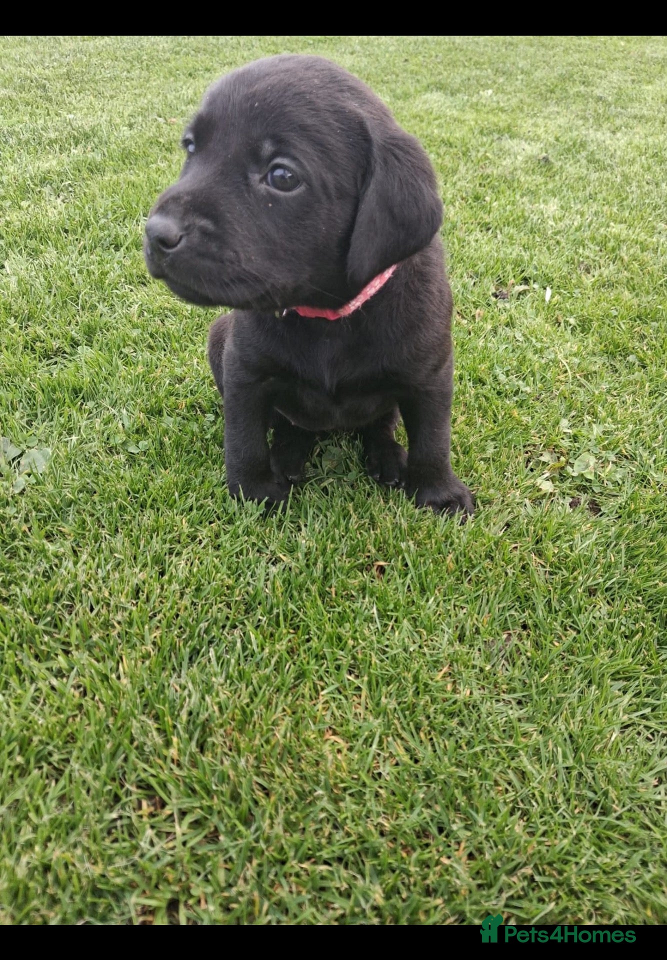 Labrador Retriever dogs LABRADOR PUPS. KC REG & COUNCIL LICENSED. 0%ROI - Advert 1