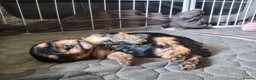 Yorkshire Terrier dogs for sale: Two beautiful yorkies boys  - Advert 13