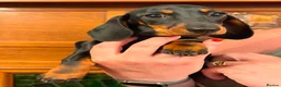Miniature Dachshund dogs for sale: Exceptional Litter of KC Registered Puppies  - Advert 3