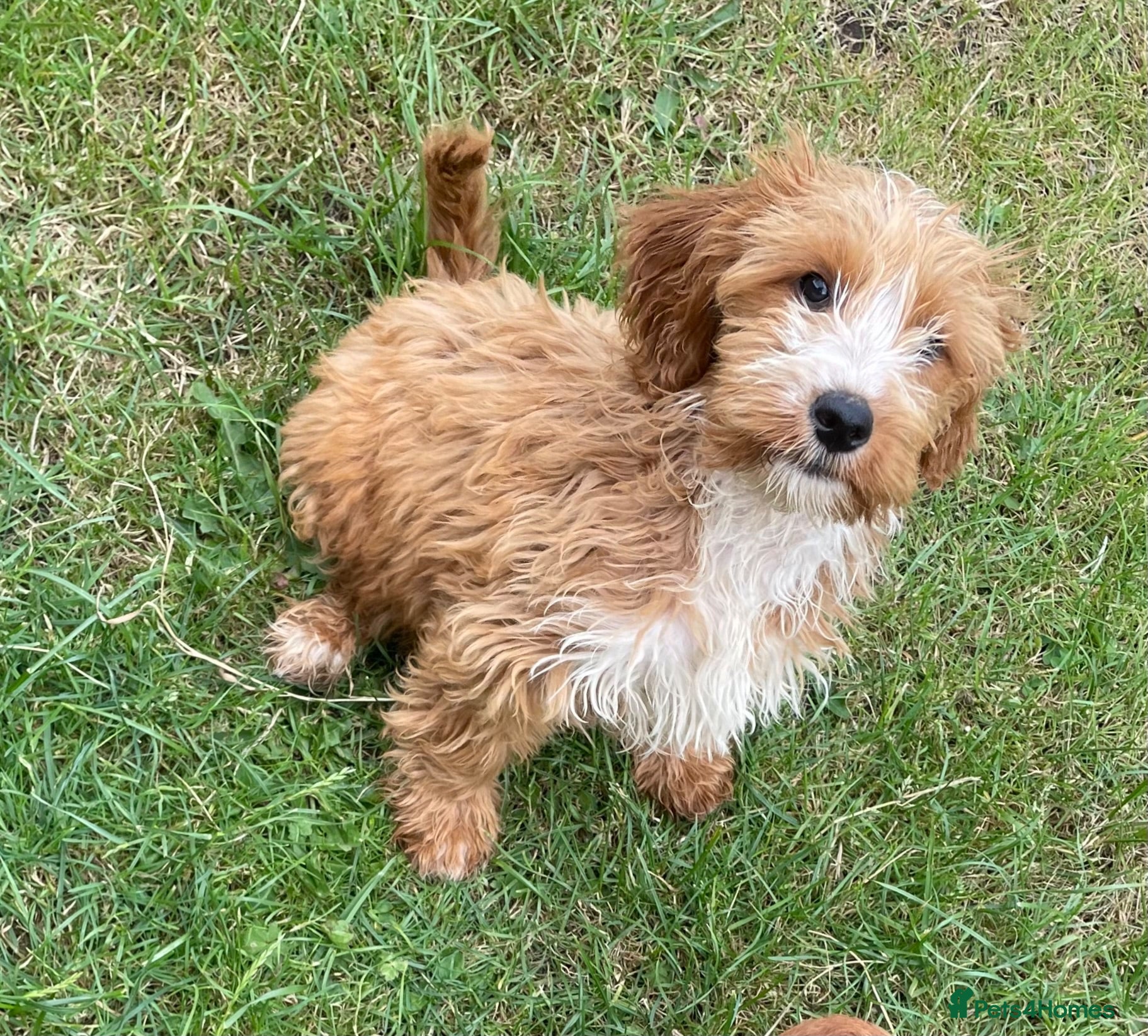 Cockapoo dogs Cockapoo puppies for sale - Advert 1