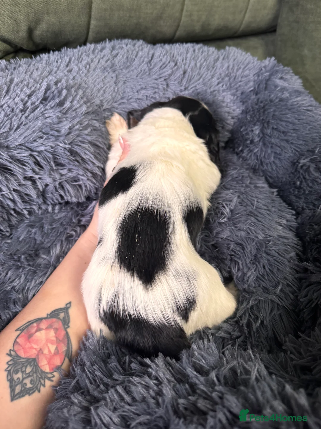 Miniature Dachshund dogs for sale: 2 piebald miniature long haired dachshund puppies  - Advert 12