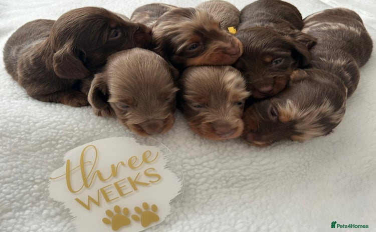 Miniature Dachshund dogs - Advert 16
