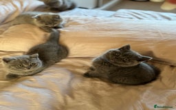 British Shorthair cats for sale: 🐾 British Shorthair Kittens – 8 Weeks Old  - Image 16