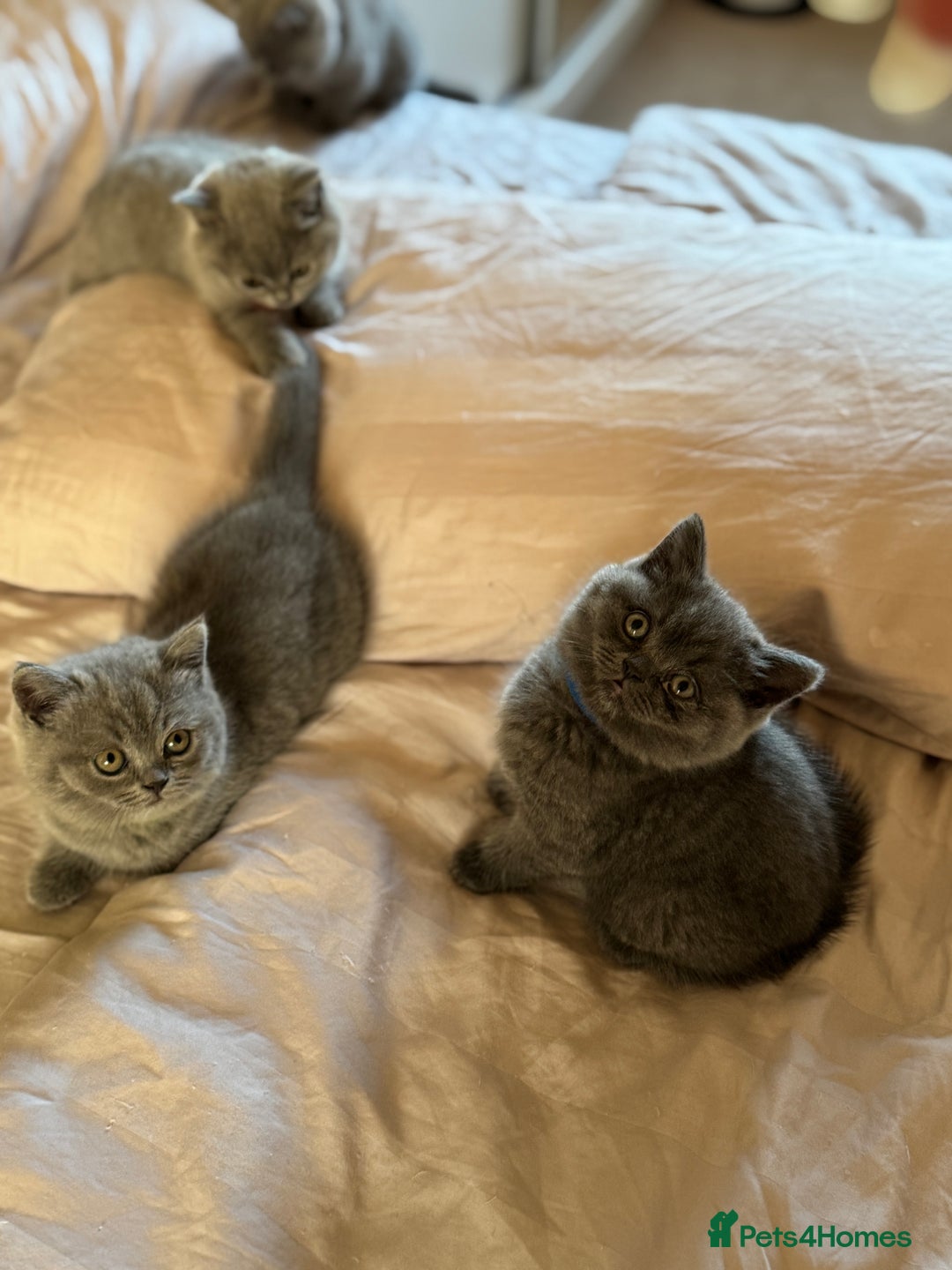 British Shorthair cats for sale: 🐾 British Shorthair Kittens – 8 Weeks Old  - Image 16