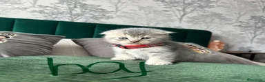 Scottish Fold Kitten 1