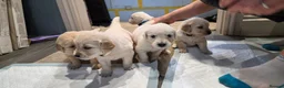 Golden Retriever dogs for sale: Golden Retrievers - Gwynedd  in Bangor - Advert 14