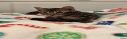 Bengal cats for sale: Beautiful Tica Bengal kittens - Advert 12