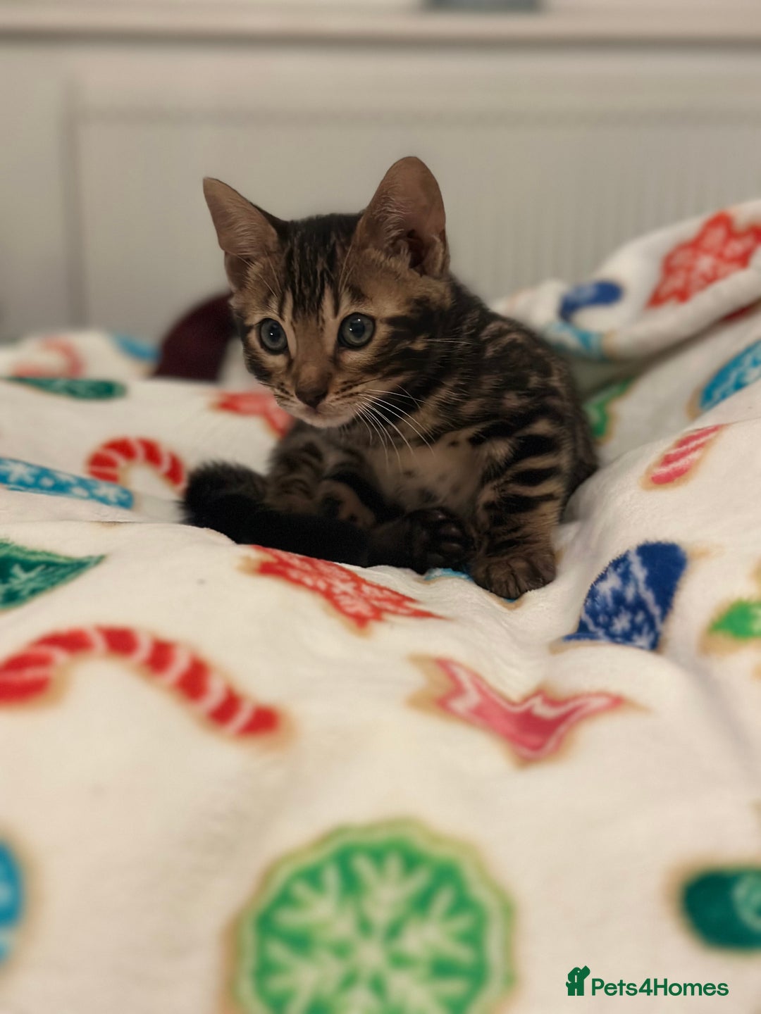 Bengal cats for sale: Beautiful Tica Bengal kittens - Advert 12