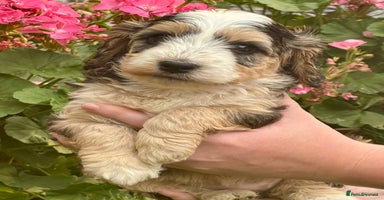 Cockapoo dogs - Advert 7