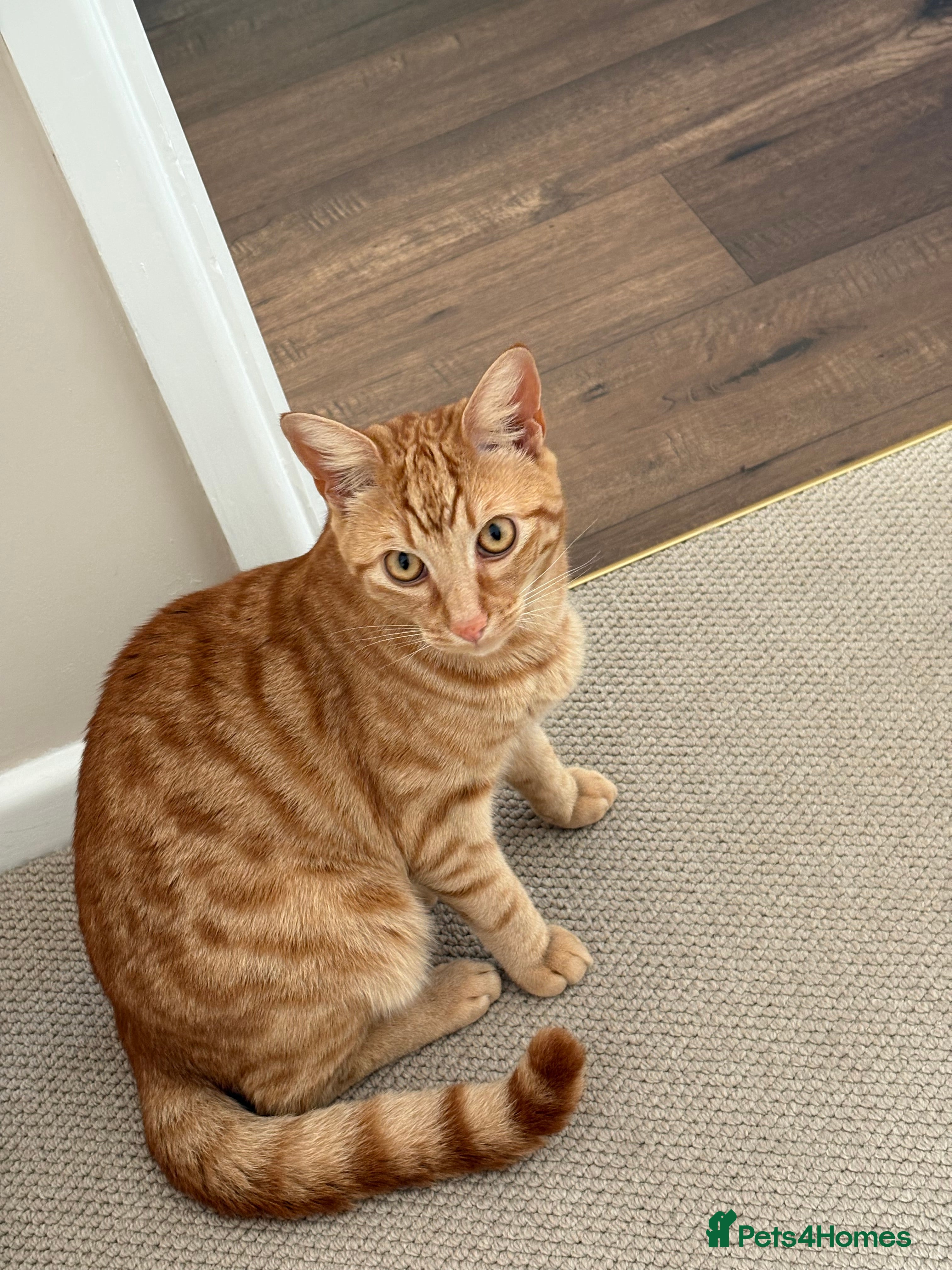 Mixed Breed cats Loving Ginger Cat - neutered male  - Advert 17