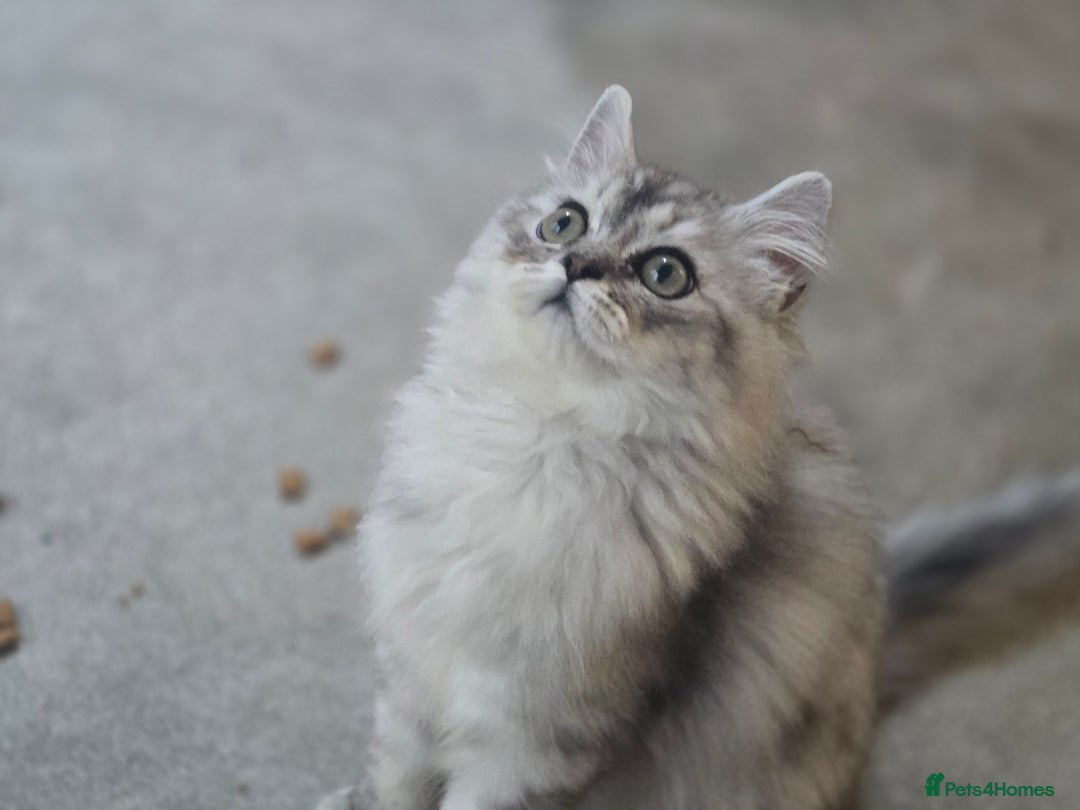 Persian cats for sale: silver chinchilla persian male - Image 10
