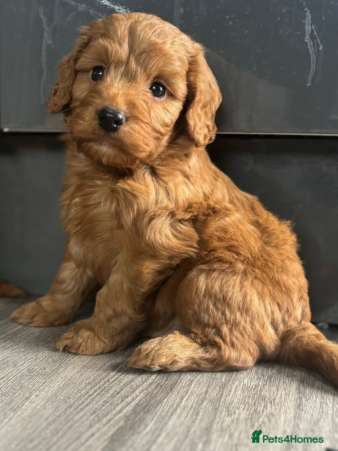 Cockapoo dogs for sale: Cockapoo puppies  - Image 4