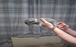 French Bulldog dogs for sale: French bulldogs - Image 33