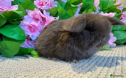 Mini Lop rabbits for sale: 3 mini lops ready to reserve  - Image 3
