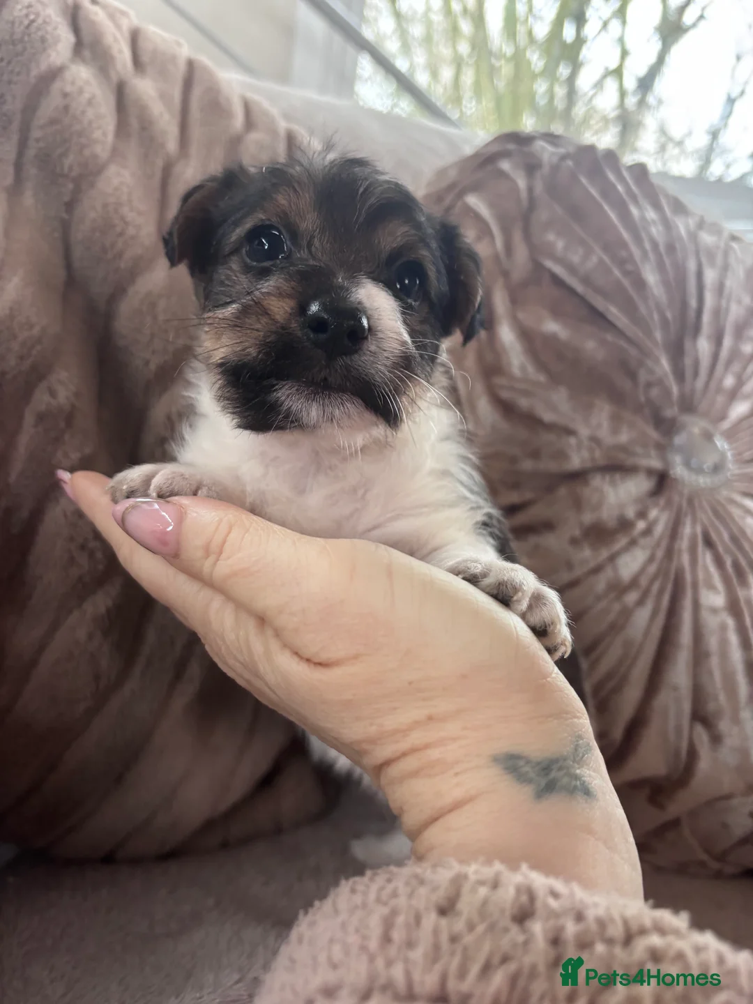 Jack Russell dogs for sale: Chunky Jack Russell pups - Advert 3