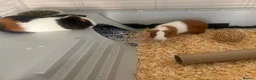 Guinea Pig rodents for sale: Two Sow Guinea Pigs & Cage - Advert 8
