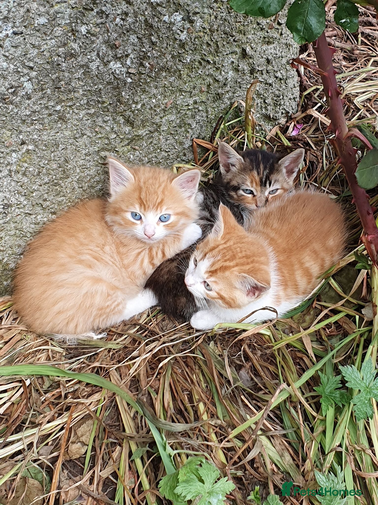 Mixed Breed cats Kitten Klub - Advert 2