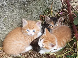 Mixed Breed cats Kitten Klub - Advert 2