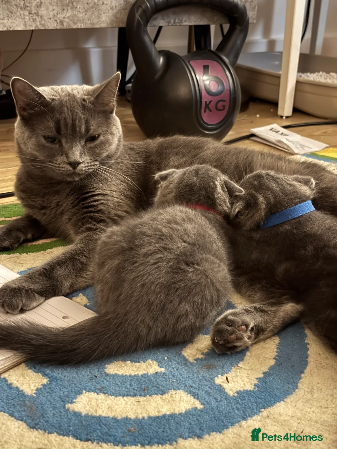 Scottish Fold cats for sale: Mother cat and Scottish fold kittens - Advert 6