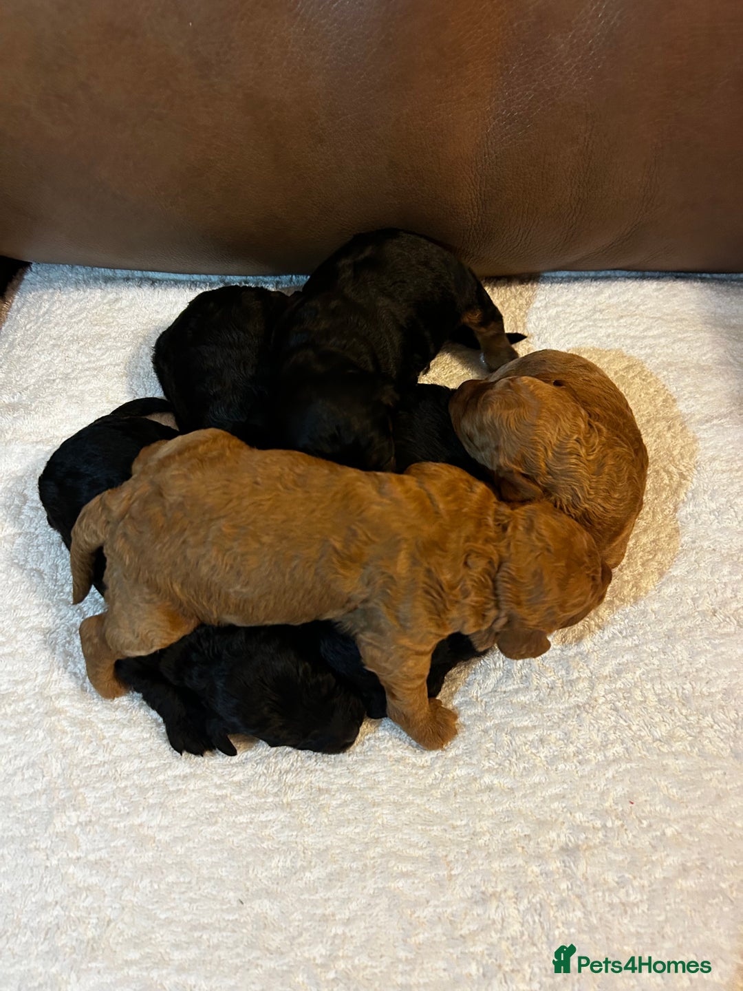 Cockapoo dogs for sale: Toy Cockapoo’s  - Advert 5