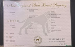 Olde English Bulldogge dogs for sale: Baby D - 11 Months Old  - Image 4