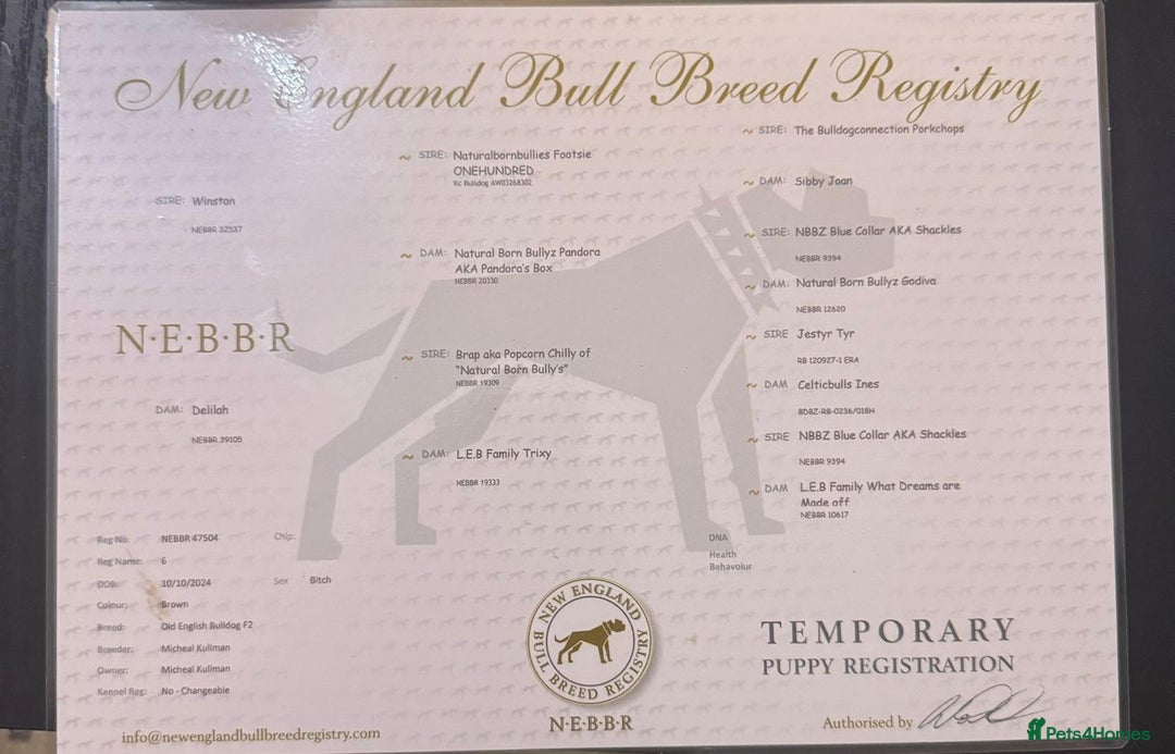 Olde English Bulldogge dogs for sale: Baby D - 11 Months Old  - Image 4