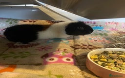 Guinea Pig rodents for sale: Teddy guinea pigs males - Advert 2