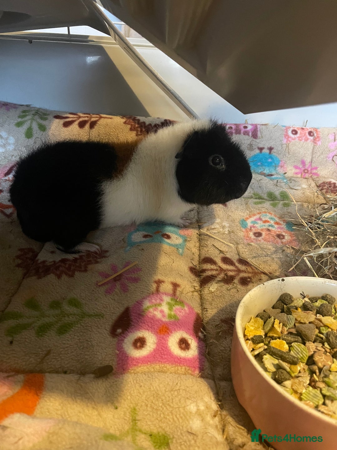 Guinea Pig rodents for sale: Teddy guinea pigs males - Advert 2