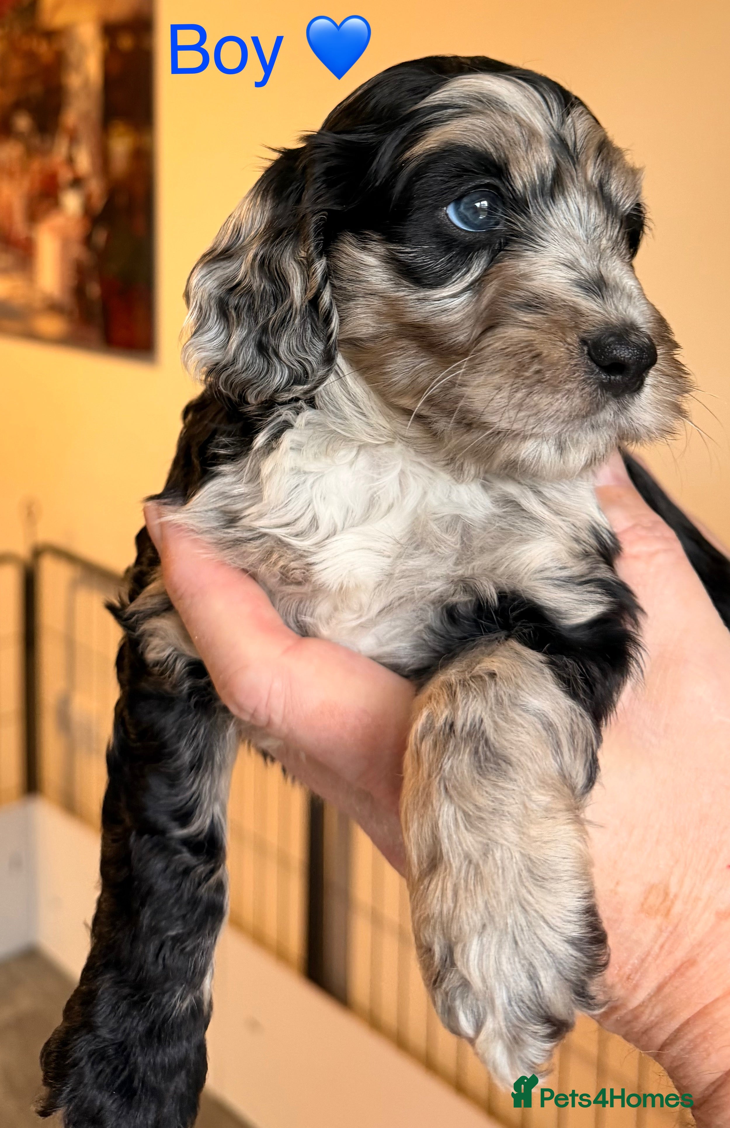 Cockapoo dogs F1 Cockapoo Puppies - Advert 3