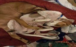 Mixed Breed dogs for adoption: FABIAN - 15 mth old, Male, Pointer type - Image 5