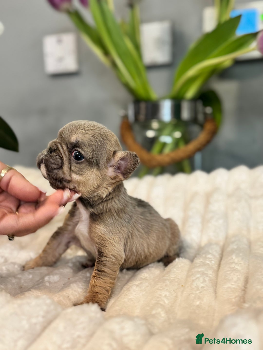 French Bulldog dogs for sale: *Unique fluffy French Bulldogs* - Advert 1