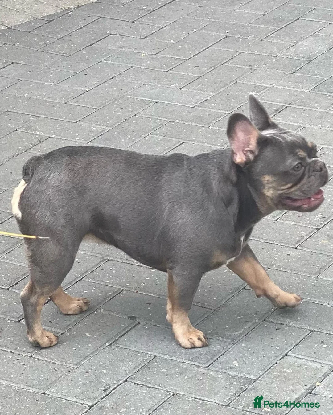 French Bulldog dogs for sale: 5 beautiful frenchie girls  - Advert 2