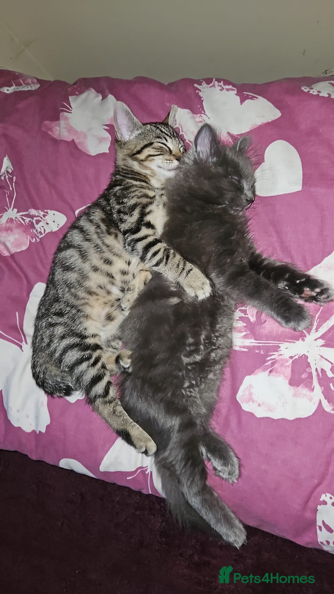 Domestic Shorthair cats for sale: Kittensss - Image 10