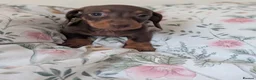 Miniature Dachshund dogs for sale: Miniature dachshund puppies  - Advert 12