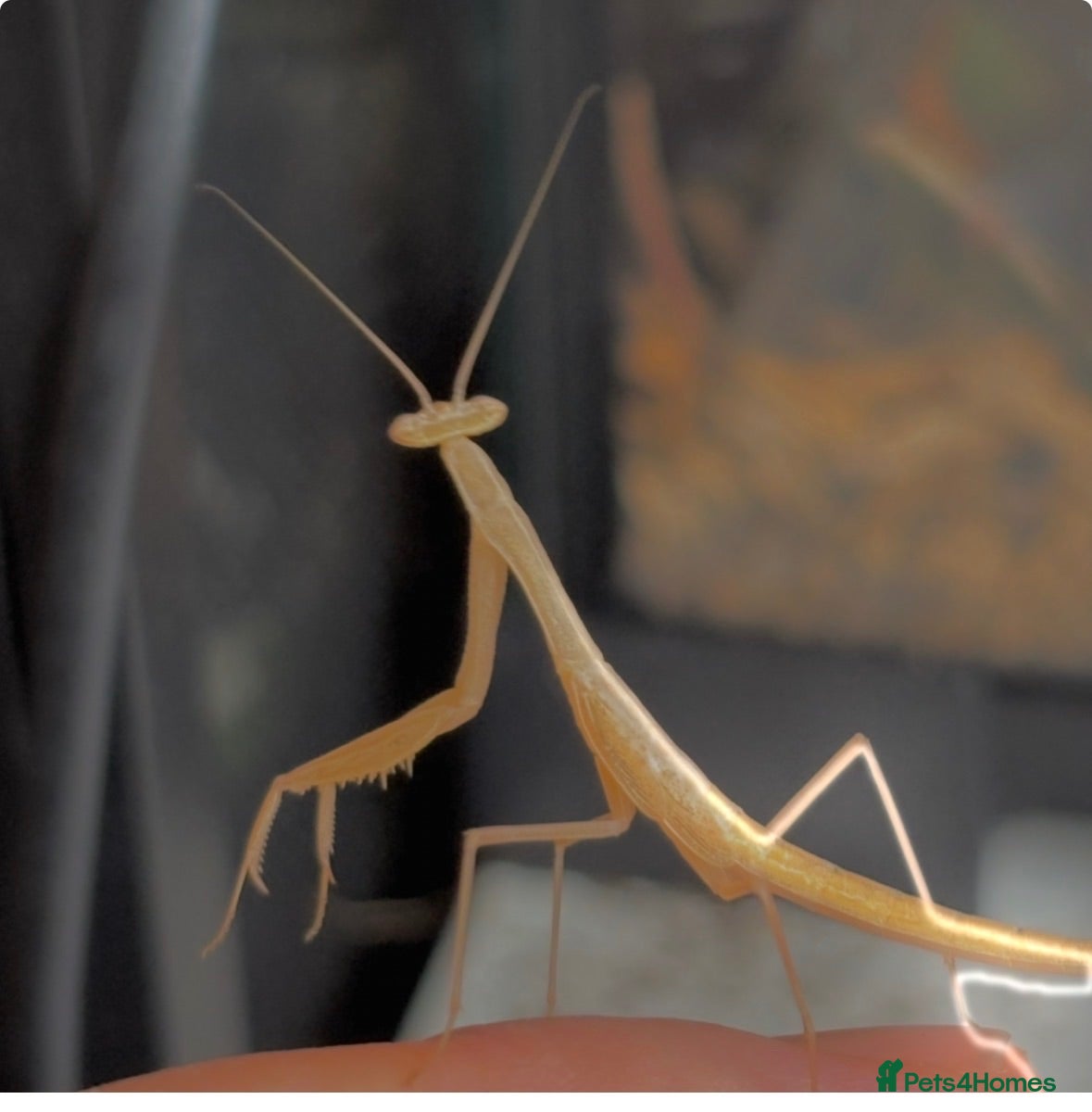 Praying Mantis invertebrates L2/3 miomantis paykulli mantises x5 - Advert 1