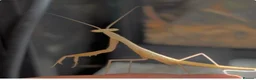 Praying Mantis invertebrates for sale: L2/3 miomantis paykulli mantises x5 - Advert 1
