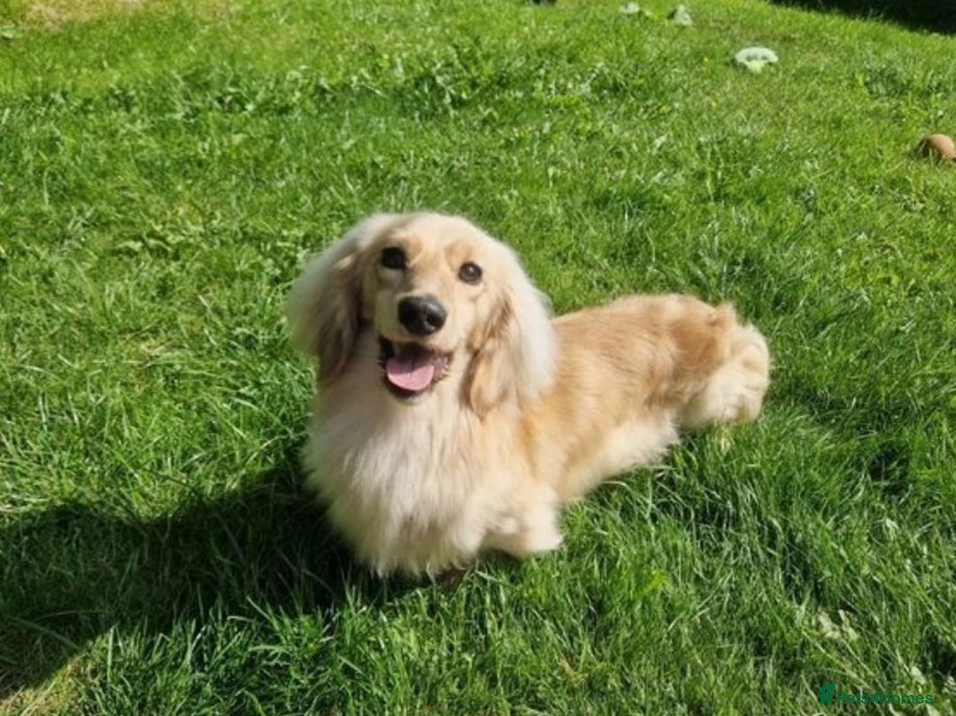 Miniature Dachshund dogs for sale: Full of champions!!! pra clear mini dachshunds in South Shields - Image 20