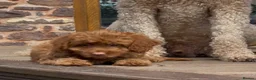 Cockapoo dogs for sale: Affectionate toy Cockapoo girls  - Advert 7