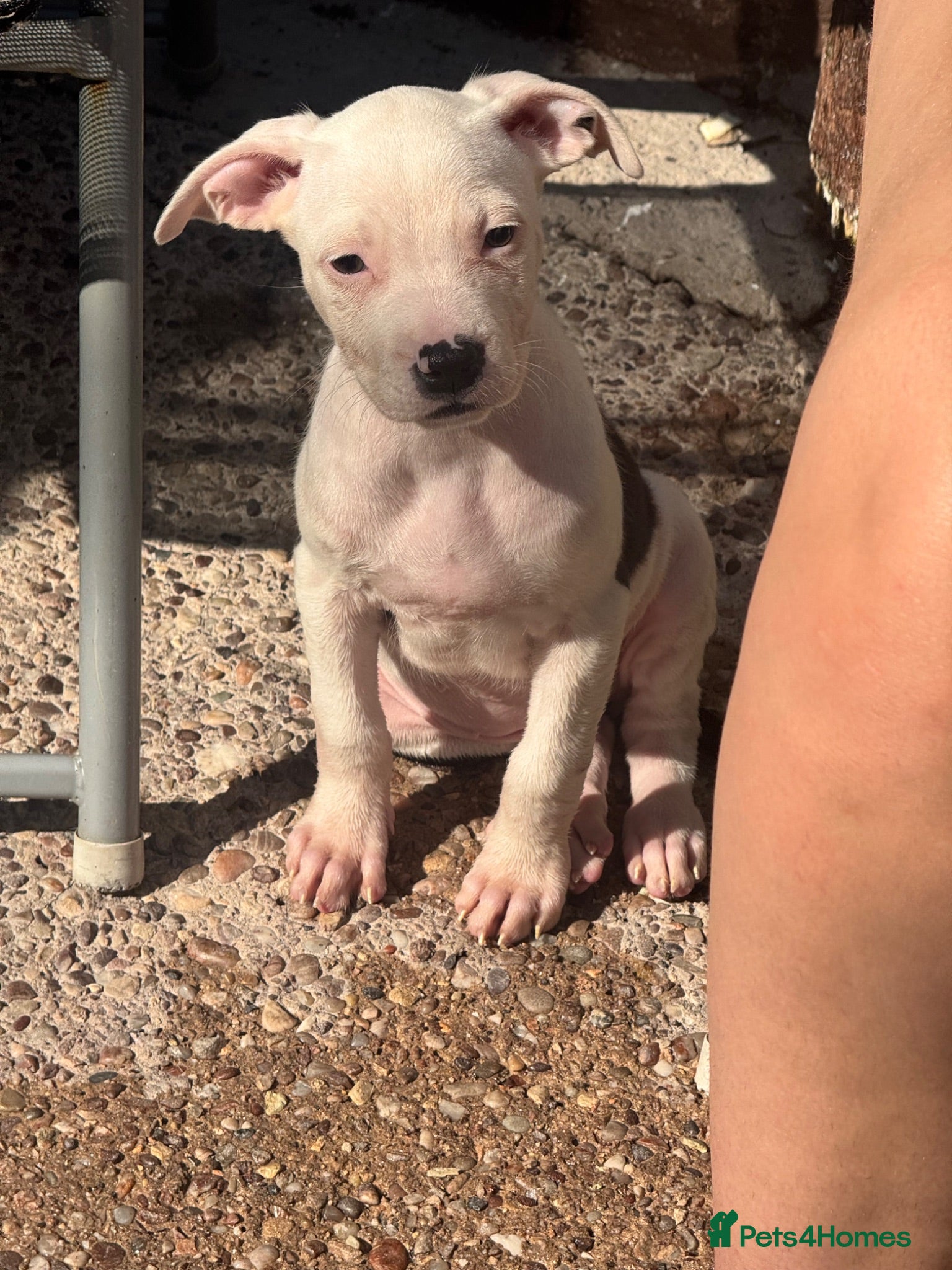 Staffordshire Bull Terrier dogs Female staffy for sale  - Advert 5