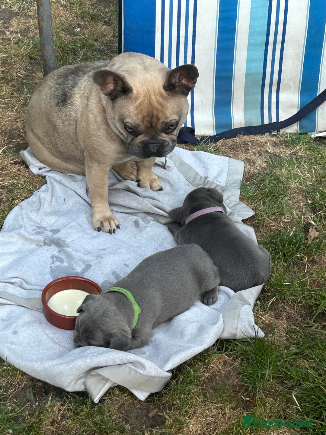 French Bulldog dogs for sale: 2 chunky well breed French bull dog pups  - Image 6