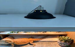 Bearded Dragon reptiles for sale: Boy Bearded dragon 2 years and full set up - Image 3