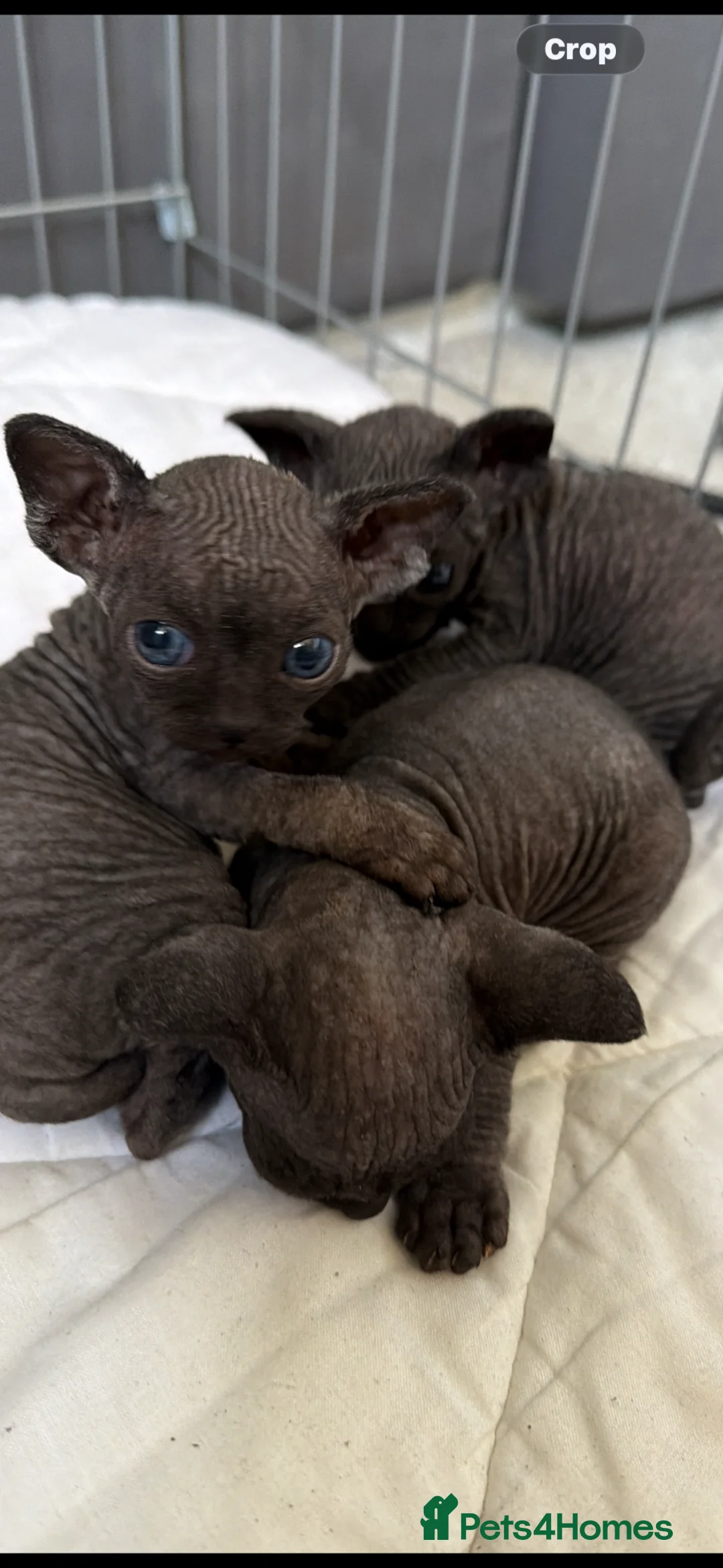 Sphynx cats for sale: 3 beautiful black male Sphynx kittens - Advert 7