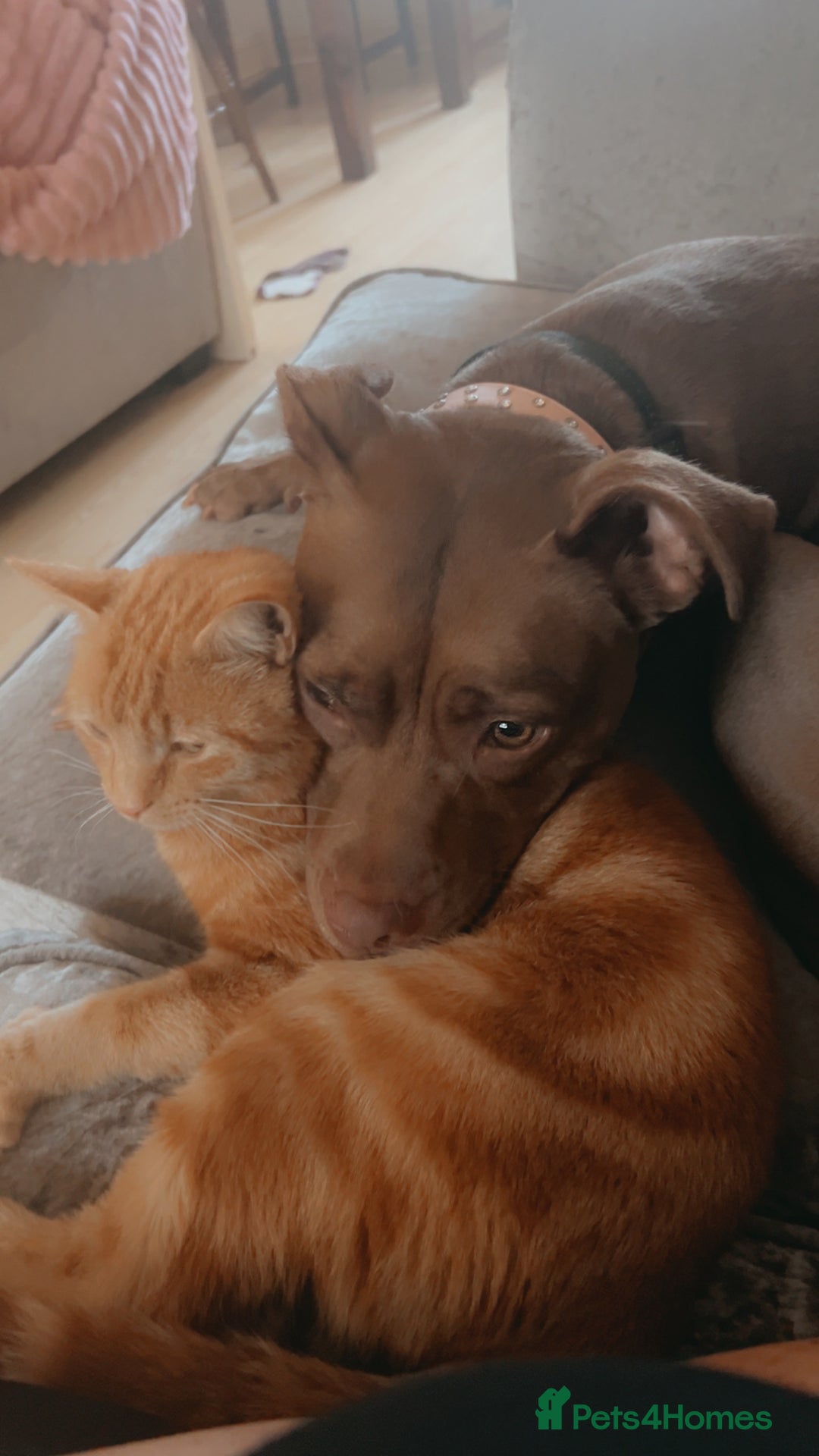 Mixed Breed dogs for sale: Female staff for sale - Image 1