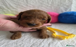 Mini Goldendoodle dogs for sale: 👑Superb Rare Toy/Mini Deepest Red Goldendoodles👑 - Image 22